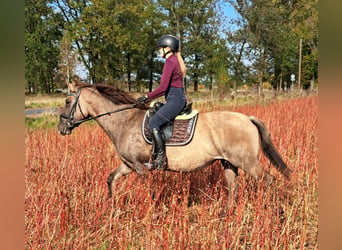 Polnisches Warmblut Blandning, Stute, 3 Jahre, 162 cm, Falbe