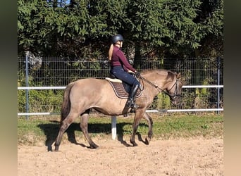 Polnisches Warmblut Blandning, Stute, 3 Jahre, 162 cm, Falbe