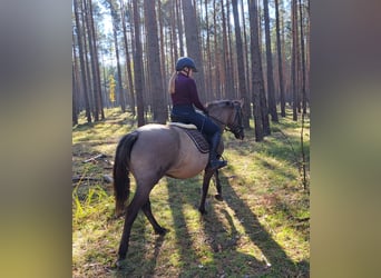 Polnisches Warmblut Blandning, Stute, 3 Jahre, 162 cm, Falbe