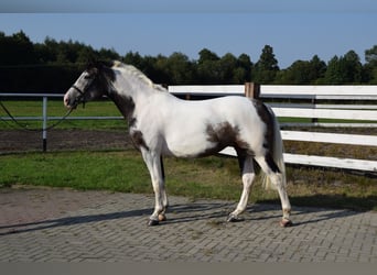 Polnisches Warmblut, Stute, 4 Jahre, 163 cm, Schecke