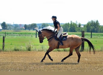 Polskt varmblod, Sto, 4 år, 167 cm, Ljusbrun