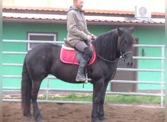 Polskt varmblod Blandning, Sto, 6 år, 153 cm, Svart