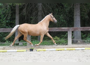 Polskt varmblod, Sto, Föl (04/2024), 168 cm, Palomino