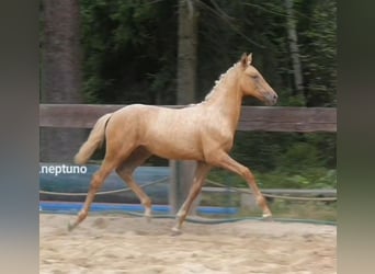 Polskt varmblod, Sto, Föl (04/2024), 168 cm, Palomino