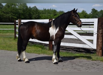 Polskt varmblod Blandning, Valack, 2 år, 165 cm, Pinto