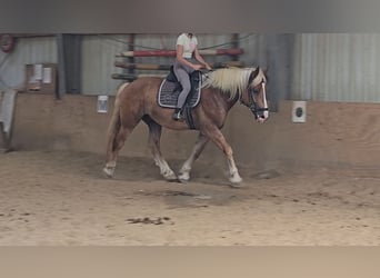 Polskt varmblod Blandning, Valack, 4 år, 158 cm, fux