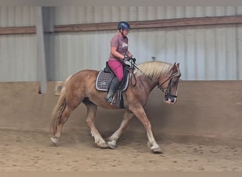 Polnisches Warmblut Blandning, Wallach, 4 Jahre, 158 cm, Fuchs