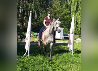 Polskt varmblod, Valack, 5 år, 165 cm, Braunfalbschimmel