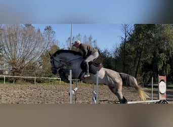 Polnisches Warmblut, Wallach, 6 Jahre, 170 cm, Schimmel