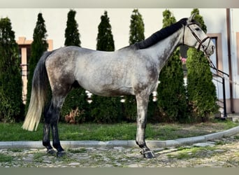 Polnisches Warmblut, Wallach, 6 Jahre, 170 cm, Schimmel