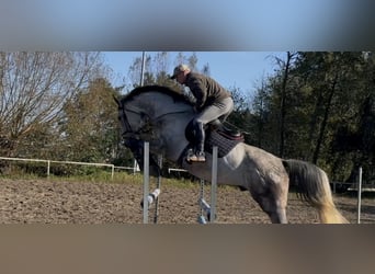 Polnisches Warmblut, Wallach, 6 Jahre, 170 cm, Schimmel