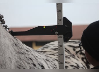 Polskt varmblod, Valack, 7 år, 162 cm, Leopard-Piebald