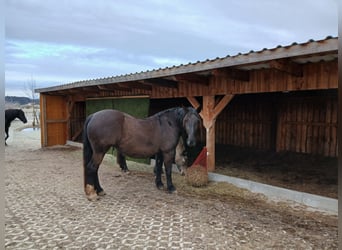 Południowoniemiecki koń zimnokrwisty, Klacz, 10 lat, 158 cm, Kara