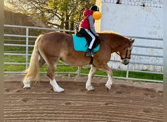 Południowoniemiecki koń zimnokrwisty, Klacz, 11 lat, 158 cm, Kasztanowata