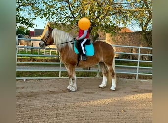 Południowoniemiecki koń zimnokrwisty, Klacz, 11 lat, 158 cm, Kasztanowata