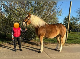 Południowoniemiecki koń zimnokrwisty, Klacz, 11 lat, 158 cm, Kasztanowata