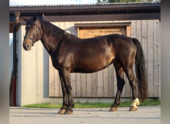 Południowoniemiecki koń zimnokrwisty, Klacz, 12 lat, 167 cm, Skarogniada