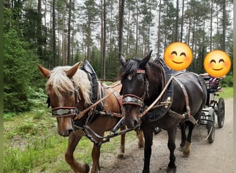 Południowoniemiecki koń zimnokrwisty, Klacz, 12 lat, 167 cm, Skarogniada