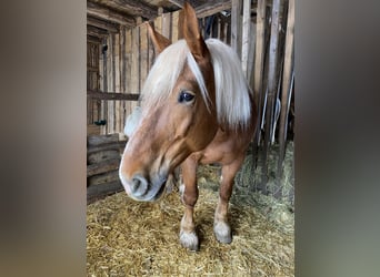 Południowoniemiecki koń zimnokrwisty, Klacz, 16 lat, 165 cm, Kasztanowata