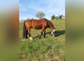 Południowoniemiecki koń zimnokrwisty, Klacz, 18 lat, 165 cm, Gniada