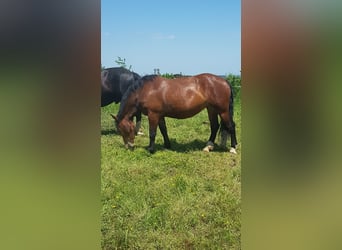 Południowoniemiecki koń zimnokrwisty, Klacz, 4 lat, 155 cm, Gniada