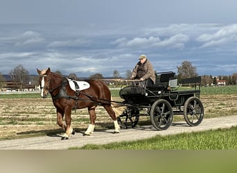 Południowoniemiecki koń zimnokrwisty, Klacz, 4 lat, 158 cm, Kasztanowata