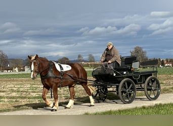 Południowoniemiecki koń zimnokrwisty, Klacz, 4 lat, 158 cm, Kasztanowata