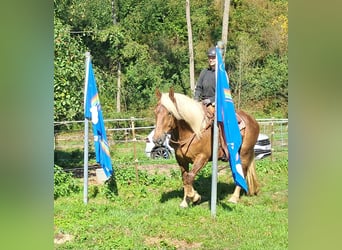 Południowoniemiecki koń zimnokrwisty, Klacz, 4 lat, 160 cm, Ciemnokasztanowata