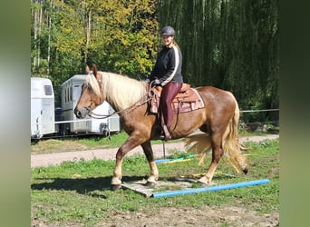 Południowoniemiecki koń zimnokrwisty, Klacz, 4 lat, 160 cm, Ciemnokasztanowata