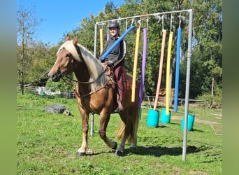 Południowoniemiecki koń zimnokrwisty, Klacz, 4 lat, 160 cm, Ciemnokasztanowata