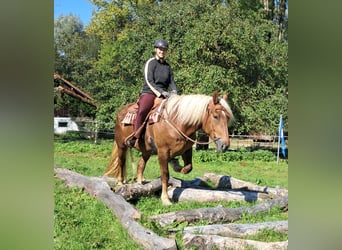 Południowoniemiecki koń zimnokrwisty, Klacz, 4 lat, 160 cm, Ciemnokasztanowata