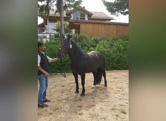 Południowoniemiecki koń zimnokrwisty, Klacz, 5 lat, 160 cm, Kara