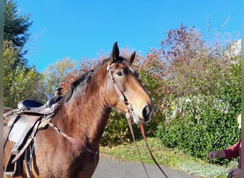 Południowoniemiecki koń zimnokrwisty, Klacz, 5 lat, 165 cm, Gniada