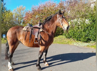 Południowoniemiecki koń zimnokrwisty, Klacz, 5 lat, 165 cm, Gniada