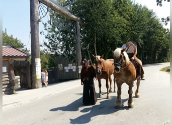 Południowoniemiecki koń zimnokrwisty, Klacz, 6 lat, 175 cm, Kasztanowata