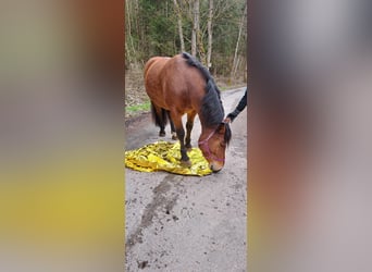 Południowoniemiecki koń zimnokrwisty, Klacz, 7 lat, 160 cm, Gniada