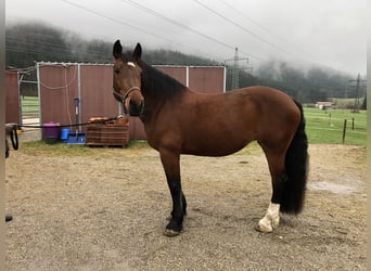Południowoniemiecki koń zimnokrwisty, Klacz, 9 lat, 169 cm, Gniada