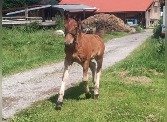 Południowoniemiecki koń zimnokrwisty, Klacz, Źrebak (04/2024), Gniada