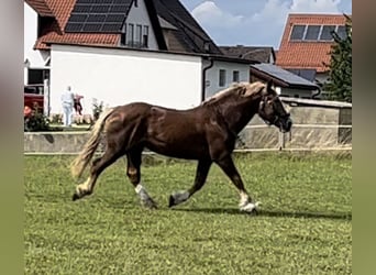 Południowoniemiecki koń zimnokrwisty, Ogier, 18 lat, 165 cm, Ciemnokasztanowata