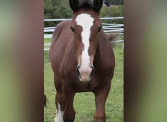 Południowoniemiecki koń zimnokrwisty, Ogier, 1 Rok, 175 cm, Gniada