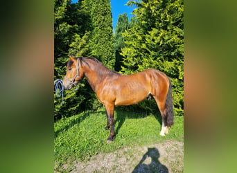 Południowoniemiecki koń zimnokrwisty, Ogier, 3 lat, 157 cm, Gniada