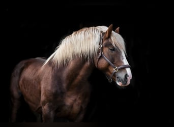 Południowoniemiecki koń zimnokrwisty, Ogier, 13 lat, 166 cm, Ciemnokasztanowata