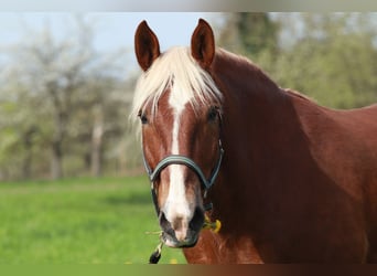 Południowoniemiecki koń zimnokrwisty, Wałach, 14 lat, 162 cm, Ciemnokasztanowata
