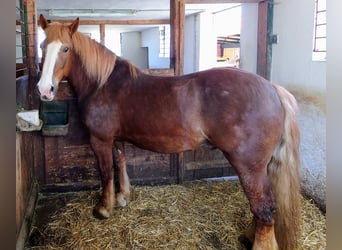 Południowoniemiecki koń zimnokrwisty, Wałach, 14 lat, 166 cm, Kasztanowata