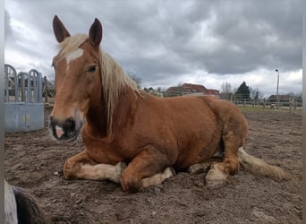 Południowoniemiecki koń zimnokrwisty, Wałach, 14 lat, 174 cm, Kasztanowata