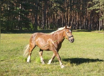 Południowoniemiecki koń zimnokrwisty, Wałach, 14 lat, 174 cm, Kasztanowata