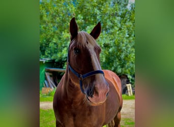 Południowoniemiecki koń zimnokrwisty, Wałach, 16 lat, 160 cm, Ciemnokasztanowata