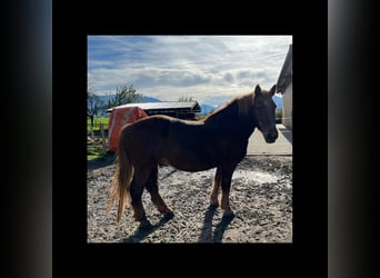 Południowoniemiecki koń zimnokrwisty, Wałach, 16 lat, 160 cm, Gniada