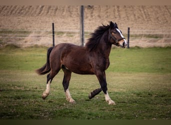 Południowoniemiecki koń zimnokrwisty, Wałach, 2 lat, 159 cm, Ciemnogniada