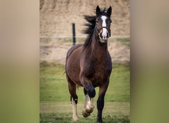 Południowoniemiecki koń zimnokrwisty, Wałach, 2 lat, 160 cm, Ciemnogniada